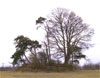 Asthall Barrow in March 2006